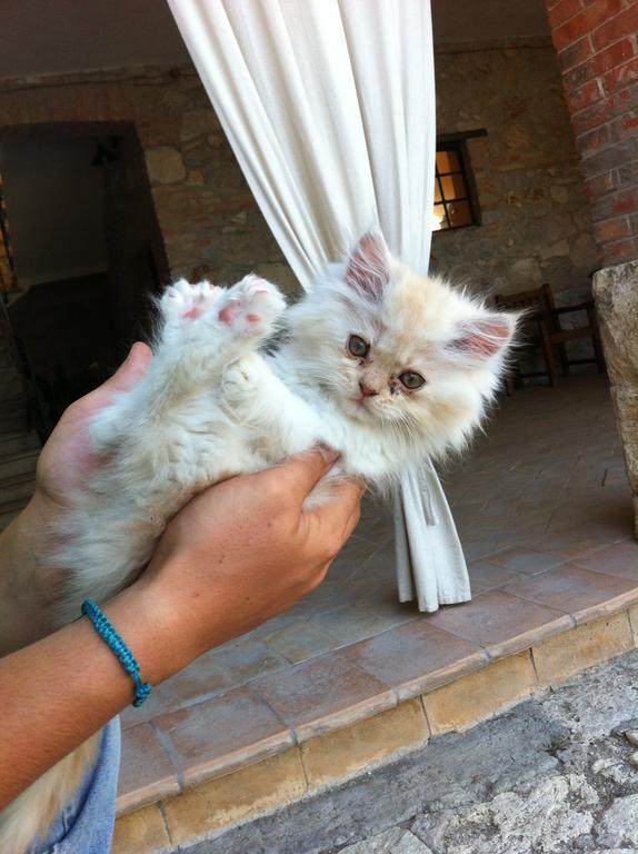 Agriturismo Terre Di Musignano Canino Ngoại thất bức ảnh